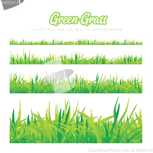 Image of Green grass of different heights