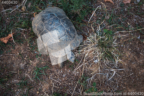 Image of Turtle on the land