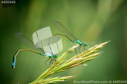 Image of Pair of Common Blue Damselflies