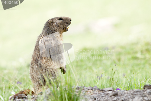 Image of marmot in the alps