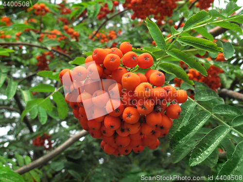 Image of Branches of mountain ash with bright orange berries