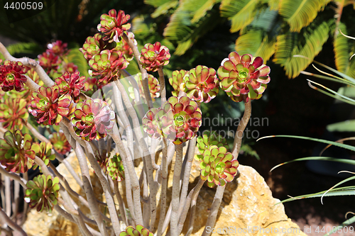 Image of Beautiful succulent plants and palm trees