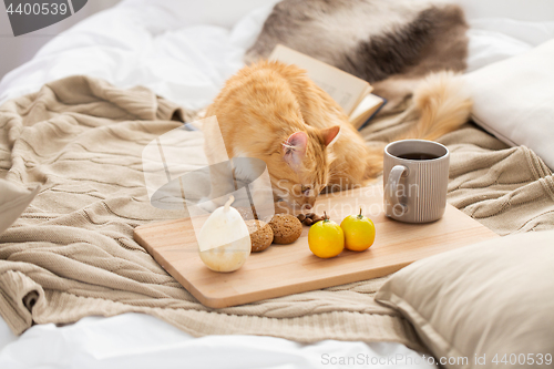 Image of red tabby cat sniffing food on bed at home