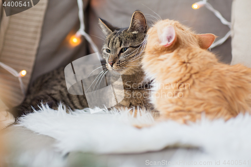 Image of two cats lying on sofa with sheepskin at home