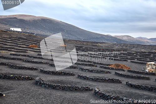 Image of Vineyards in La Geria, Lanzarote Island