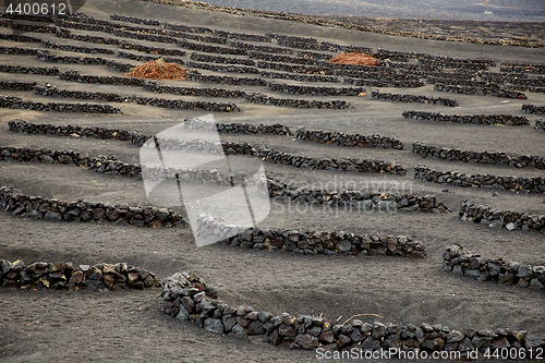 Image of Vineyards in La Geria, Lanzarote Island