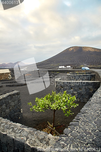 Image of Vineyards in La Geria, Lanzarote Island