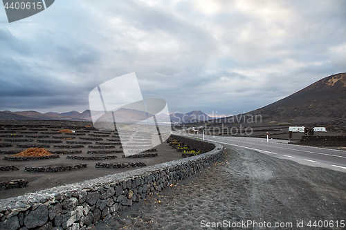 Image of Vineyards in La Geria, Lanzarote Island