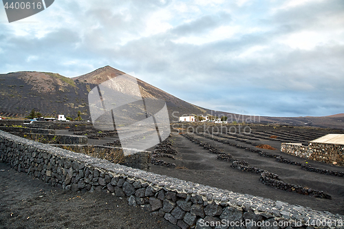 Image of Vineyards in La Geria, Lanzarote Island