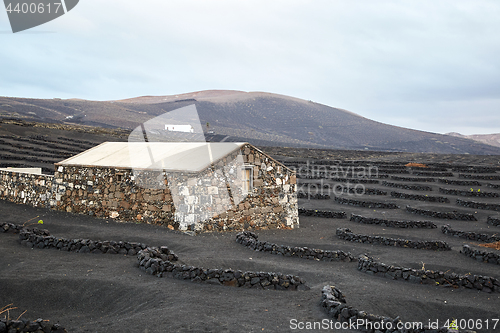 Image of Vineyards in La Geria, Lanzarote Island