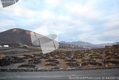 Image of Vineyards in La Geria, Lanzarote Island