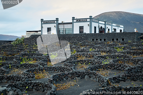 Image of Vineyards in La Geria, Lanzarote Island