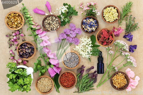 Image of Medicinal Flowers and Herbs