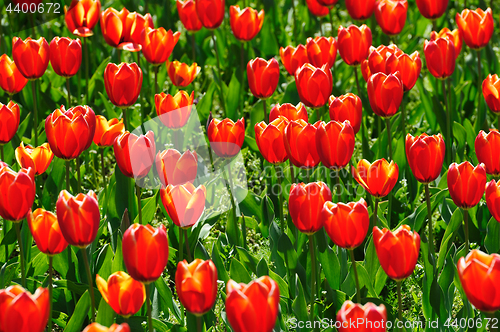 Image of Tulips fields during the springtime