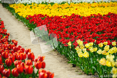 Image of Tulips fields during the springtime