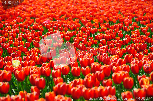 Image of Tulips fields during the springtime
