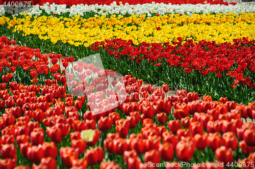 Image of Tulips fields during the springtime