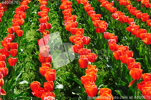 Image of Tulips fields during the springtime