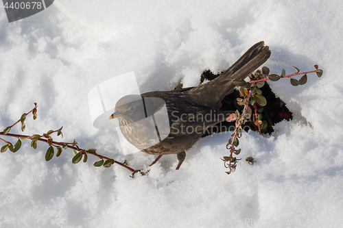 Image of female of Common blackbird bird