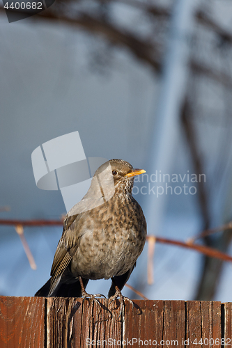 Image of female of Common blackbird bird