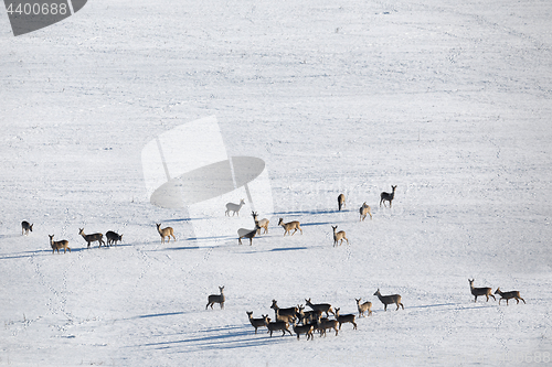 Image of herd of european roe deer