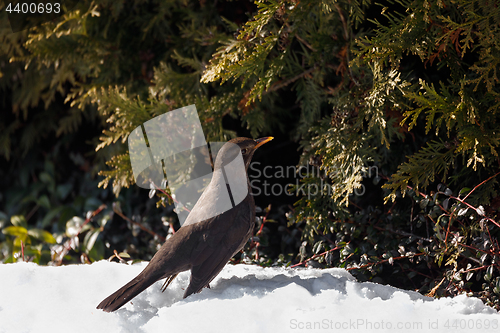 Image of female of Common blackbird bird