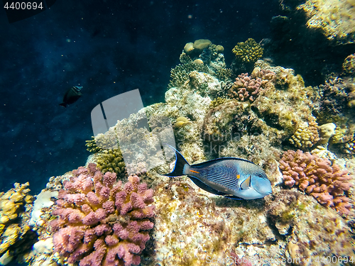 Image of Coral and fish in the Red Sea. Safaga, Egypt