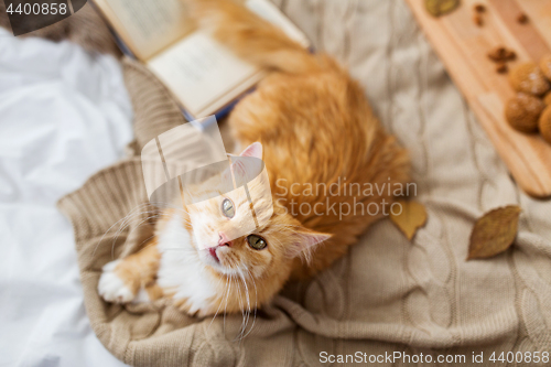 Image of red tabby cat lying on blanket at home in autumn