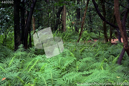 Image of Fern Forest