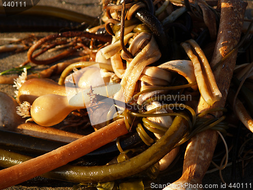 Image of tangle of sea weed on the beach