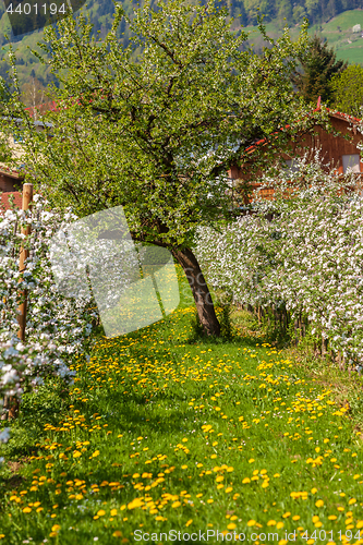 Image of apple blossom