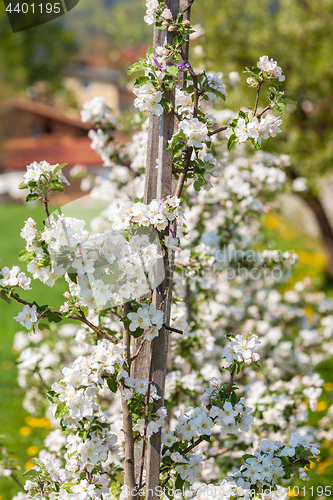 Image of apple blossom