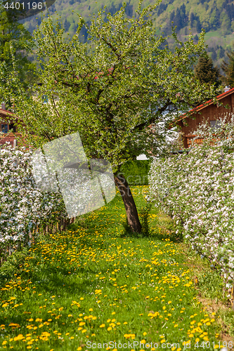 Image of apple blossom