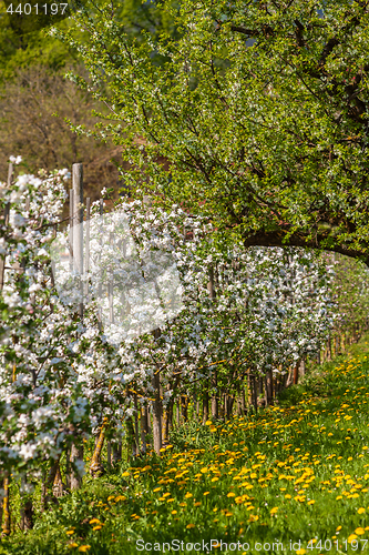 Image of apple blossom