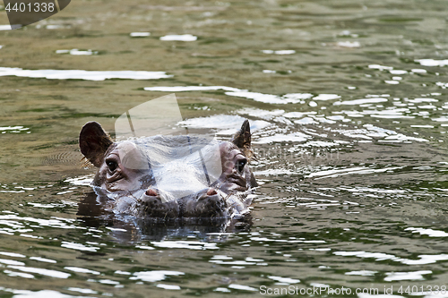 Image of Hippopotamus in water