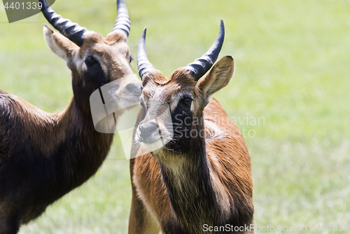 Image of Antelope head