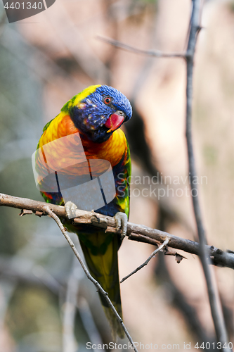 Image of Rainbow lorikeet