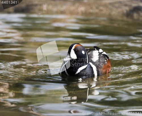 Image of Harlequin duck