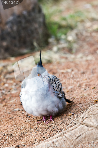 Image of Crested pigeon with black spike on top of head 