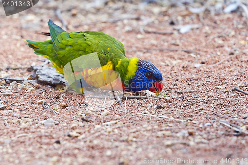 Image of Rainbow lorikeet