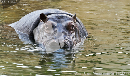 Image of Hippopotamus in water