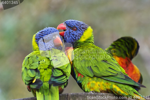 Image of Rainbow lorikeets