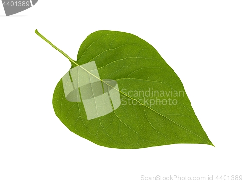 Image of Green lilac  leaf on white