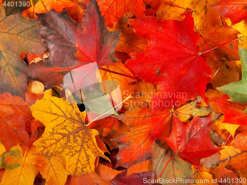 Image of Autumn leaves background