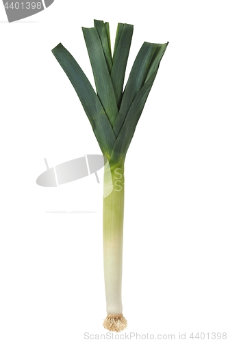 Image of Leek on White