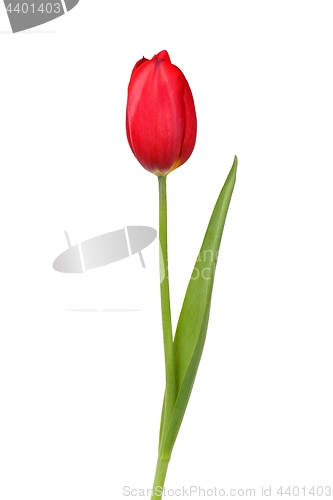 Image of Red tulip on white