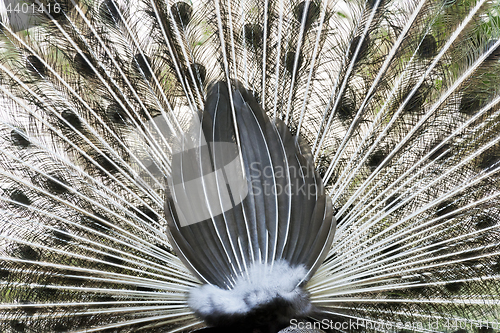 Image of Peacock rear view of tail feather display