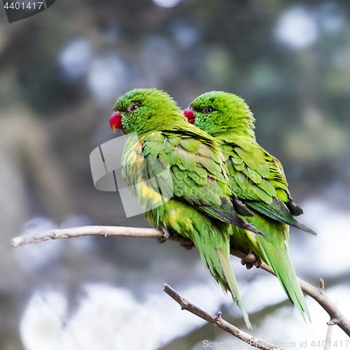 Image of Scaly-breasted lorikeets
