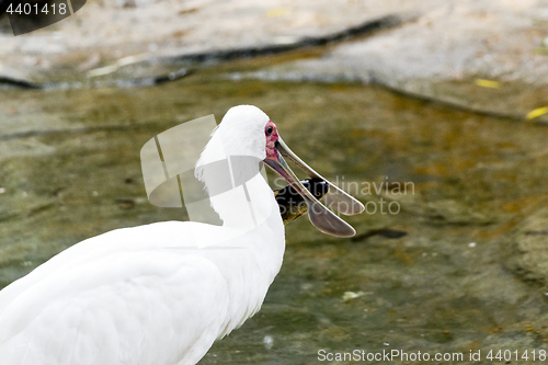 Image of Spoonbill with fish