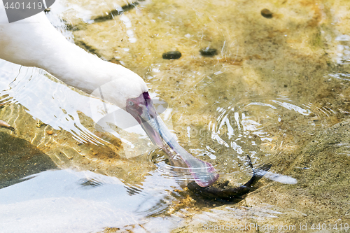 Image of Bird fishing (spoonbill)